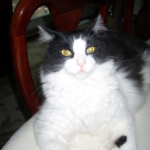 Meet your Posher, Dee Dee - Picture 1 of 1